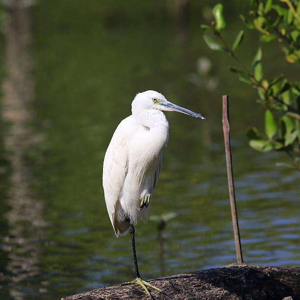 White Great egret White Great egret at the sea kiawah island stock pictures, royalty-free photos & images