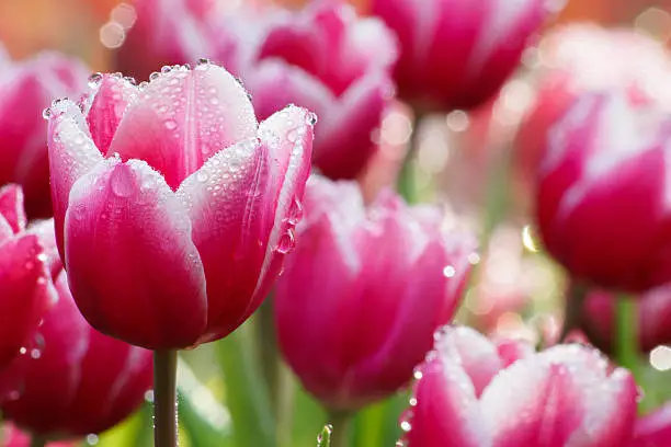 Photo of Water drop on pink tulip