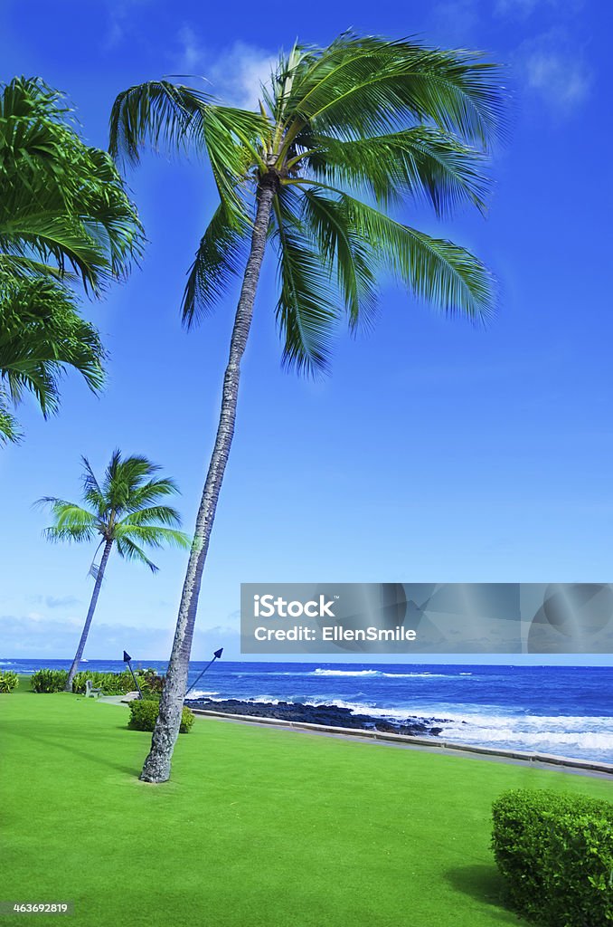 Coconut Palm tree by the ocean in Hawaii, Kauai Coconut Palm tree on the grass by the ocean in Hawaii, Kauai Backgrounds Stock Photo