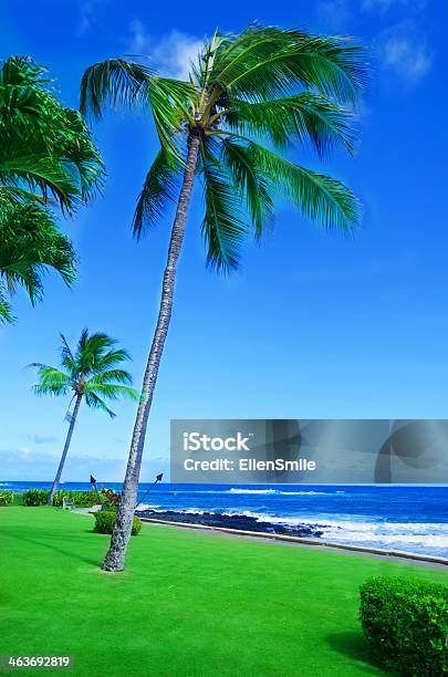 Coconut Palm Tree By The Ocean In Hawaii Kauai Stock Photo - Download Image Now - Backgrounds, Beach, Beauty In Nature
