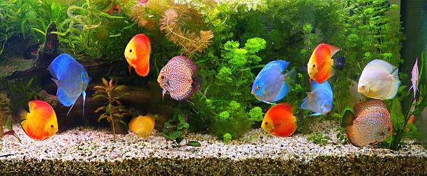 Discus (Symphysodon), multi-colored cichlids in the aquarium Discus (Symphysodon), multi-colored cichlids in the aquarium, the freshwater fish native to the Amazon River basin freshwater stock pictures, royalty-free photos & images