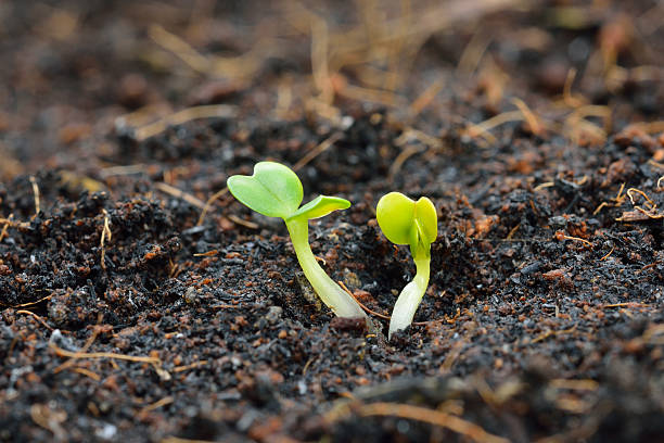 istock Young plant 463693789