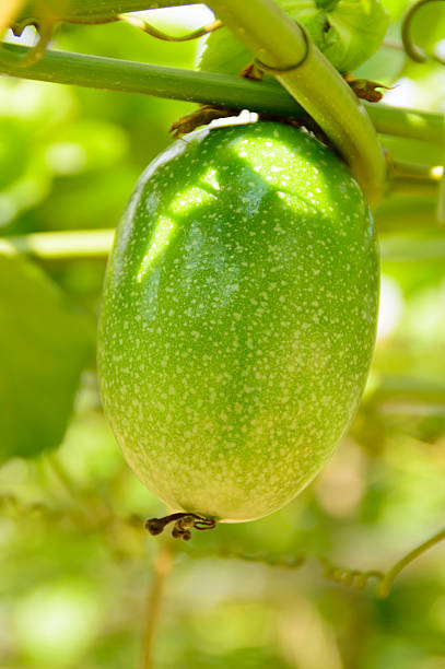 istock Close up of passion fruit hanging on tree 463693795