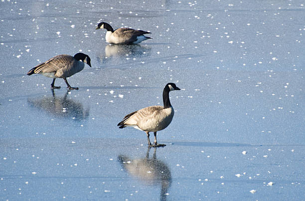 istock Canada Geese Walking on Frozen Lake 463694131