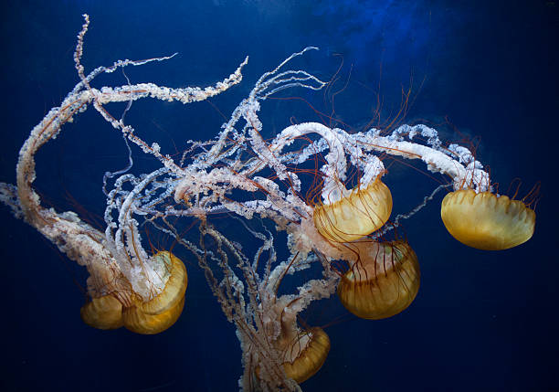 морская оса - box jellyfish стоковые фото и изображения