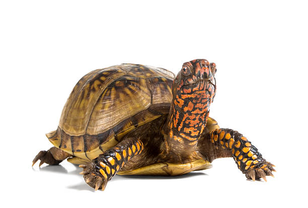 istock Three-toed Box Turtle (terrapene carolina triunguis) looks ahead 463694747