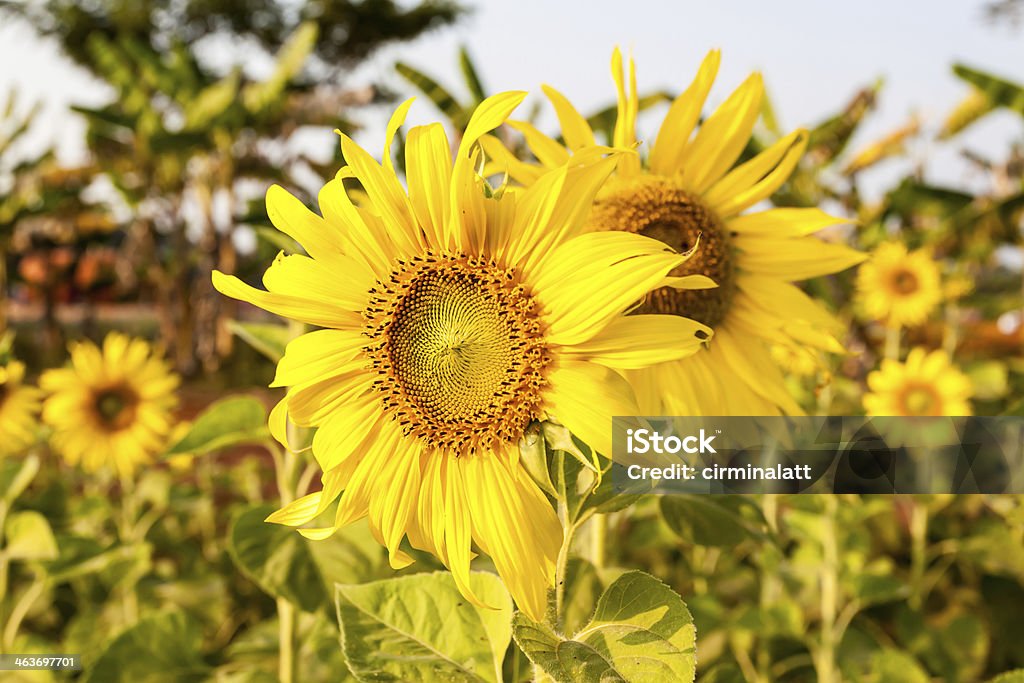 Żółty sunflowers w farm - Zbiór zdjęć royalty-free (Bez ludzi) Żółty sunflowers w farm - Zbiór zdjęć royalty-free (Bez ludzi)