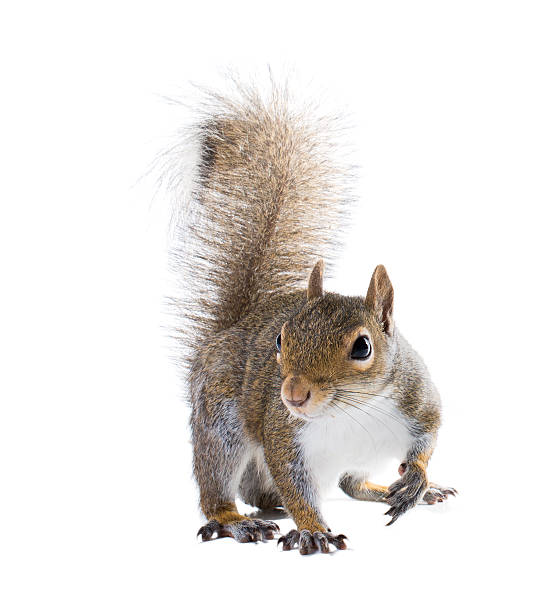 istock The American gray squirrel isolated on white background 463697717