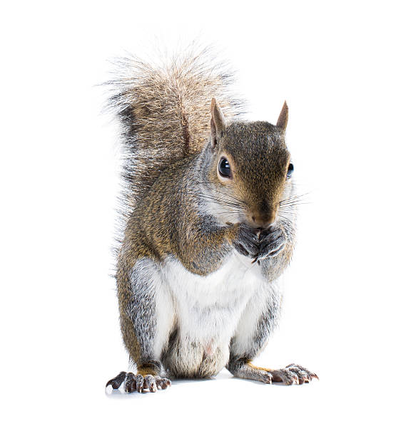 istock Young male American gray squirrel eats something. Isolated on wh 463697789