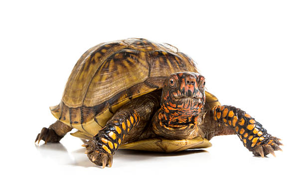 istock Three-toed Box Turtle (terrapene carolina triunguis) chooses the 463697853