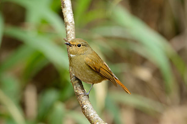istock female Rufous-bellied Niltava (Niltava sundara) 463698787