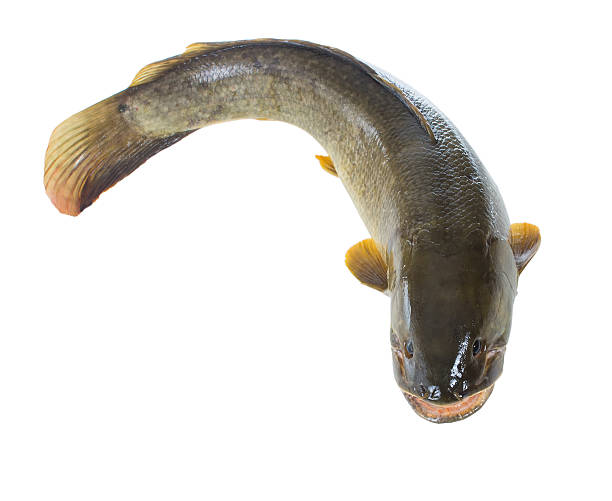 istock Bowfin,  amia (Amia calva), Interest as 