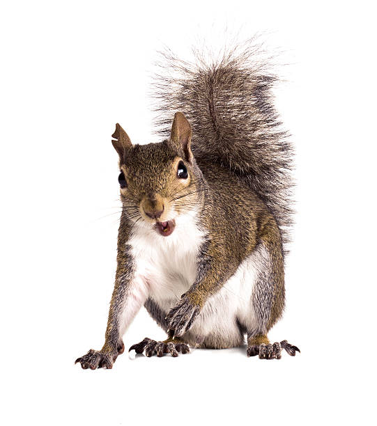 istock Old male American gray squirrel with torn ears 463699395
