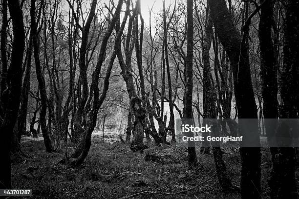 Foto de Im Bragphenn e mais fotos de stock de Ajardinado - Ajardinado, Alemanha, Arbusto