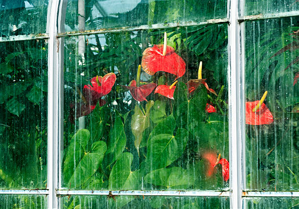 istock Anthurium plant in 100 year old greenhouse 463701417