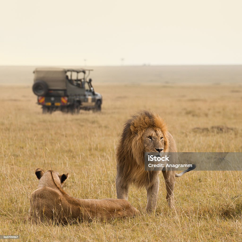 A lion and lioness in an African savannah with a jeep African lion couple and safari jeep in the Masai Mara in Kenya. Safari Stock Photo