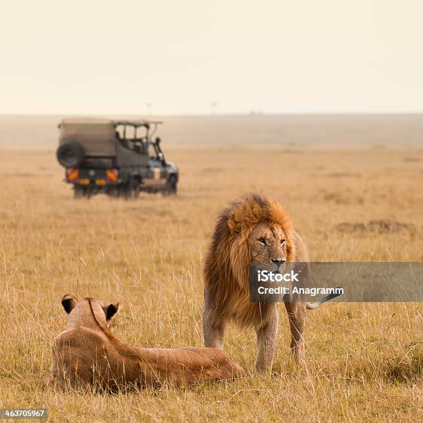 A Lion And Lioness In An African Savannah With A Jeep Stock Photo - Download Image Now