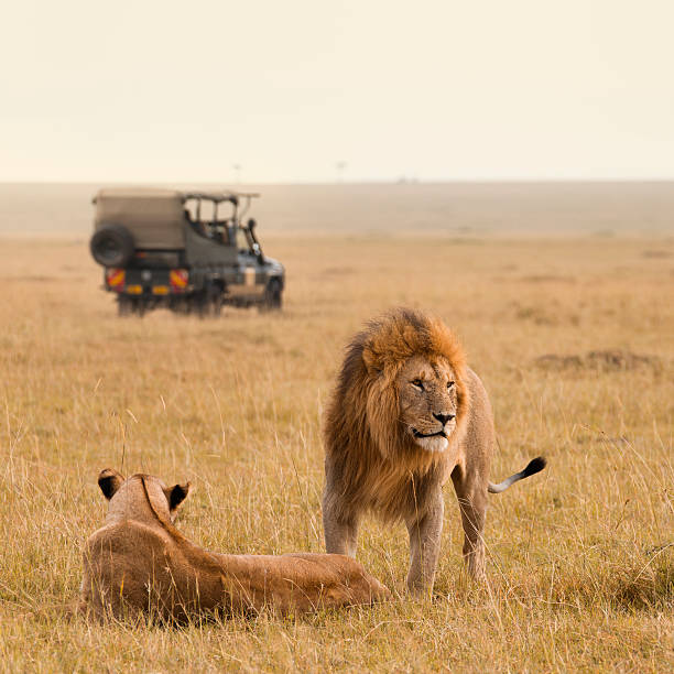 африканский лев пара и сафари на джипах - masai mara national reserve lion africa kenya стоковые фото и изображения