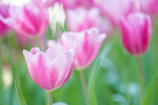 istock Beautiful bouquet of tulips 463715605
