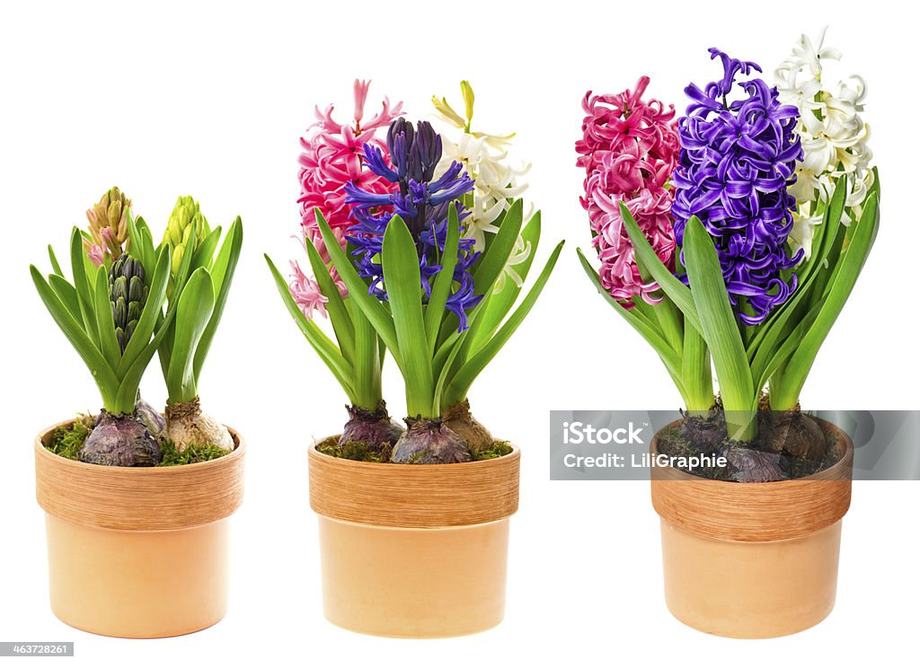 fresh hyacinth flowers in pot on white fresh hyacinth flowers on white background. pink, blue and white hyacinth in pot Flower Pot Stock Photo