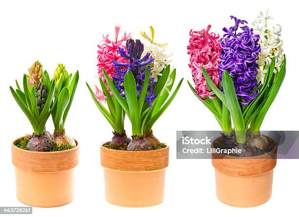 Fresh Hyacinth Flowers In Pot On White Stock Photo - Download Image Now - Flower Pot, Hyacinth, Plant Bulb