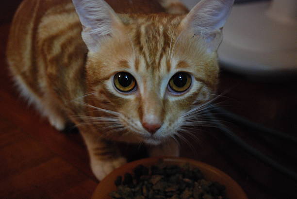 istock Close up of cat's face 463728409