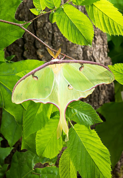istock Luna Moth (Actias luna) branch in the sun 463729193