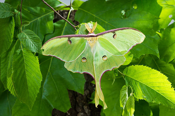 istock Beautiful Luna Moth (Actias luna) on  background of foliage 463729201