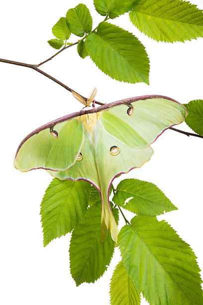 istock Very beautiful Luna Moth (Actias luna) beech branch isolated on 463729203
