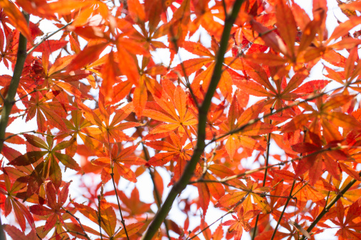 red maple leaves in sunshine