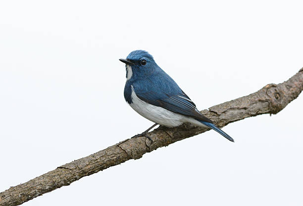 istock male Ultramarine Flycatcher (Ficedula superciliaris) 463731083