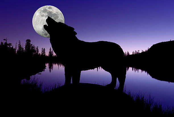 istock Silhouette of Howling Wolf 463731135