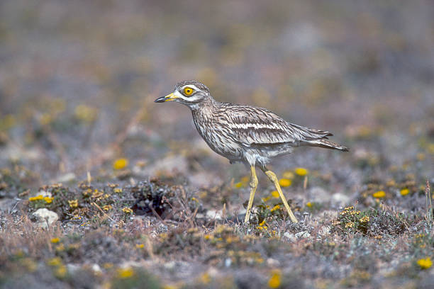 istock Stone curlew,  Burhinus oedicnemus, 463731203
