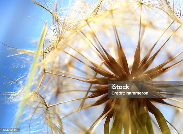 Macro Of A Large Dandelion Seed Ball Stock Photo - Download Image Now - Allergy, Australia, Beauty