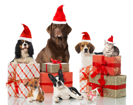 Dogs, a cat and a rabbit with christmas decoration