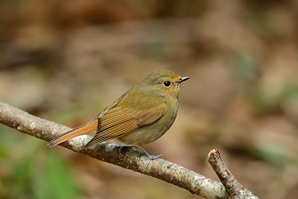 istock female Rufous-bellied Niltava (Niltava sundara) 463734815