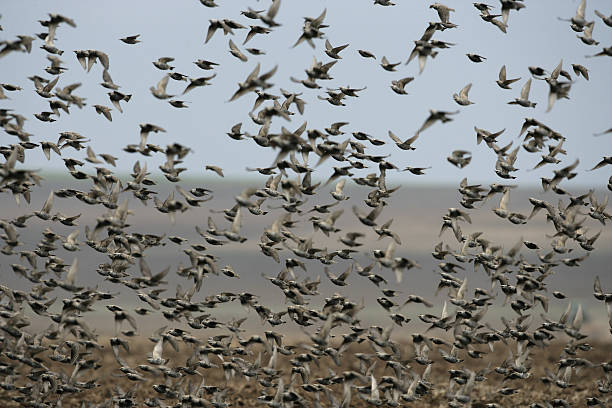 istock Starling, Sturnus vulgaris 463735103