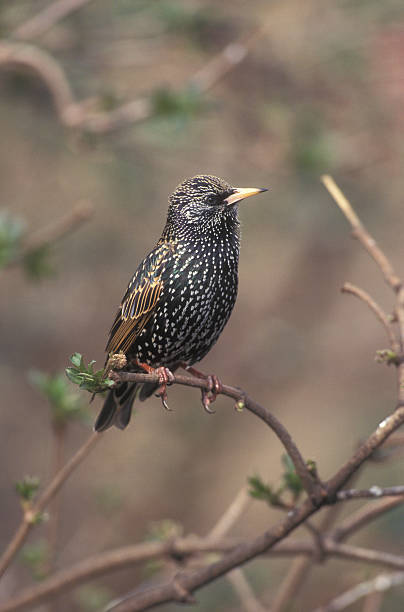 istock Starling, Sturnus vulgaris 463735153
