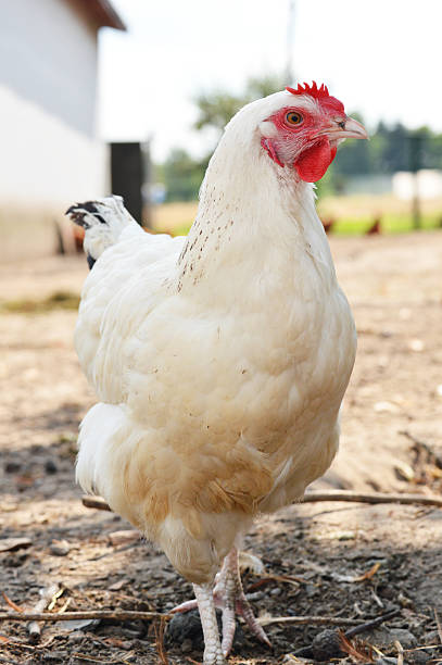 istock Chickens on traditional free range poultry farm 463735205