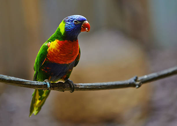 istock Beautiful colorful parrot, Sun Conure (Aratinga solstitialis) 463740379