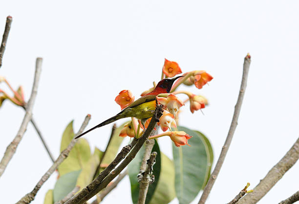 istock male Mrs.Gould's Sunbird (Aethopyga gouldiae) 463740823