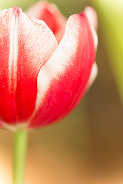 istock Coldup Red Colored Tulip Flower 463740951