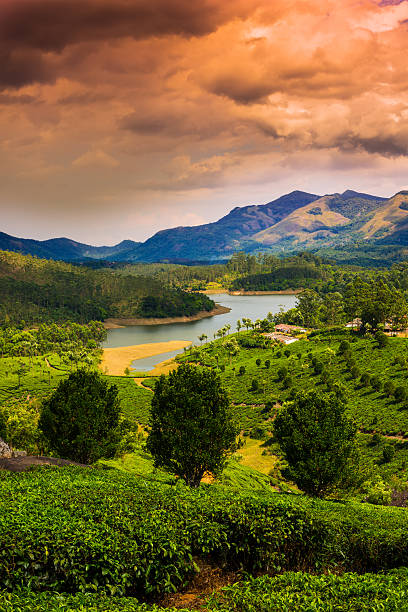 paisagem na índia, kerala - munnar imagens e fotografias de stock