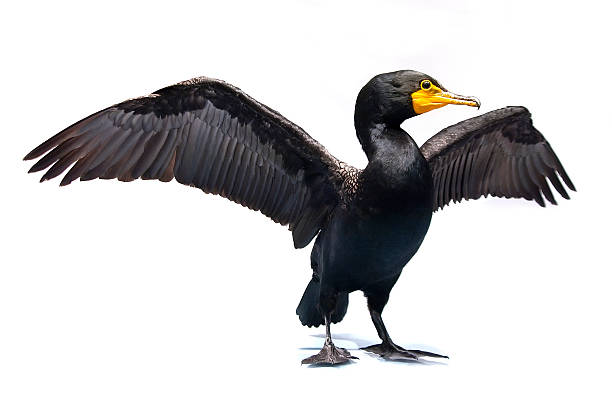 Double-crested Cormorant Double-crested Cormorant cormorant stock pictures, royalty-free photos & images