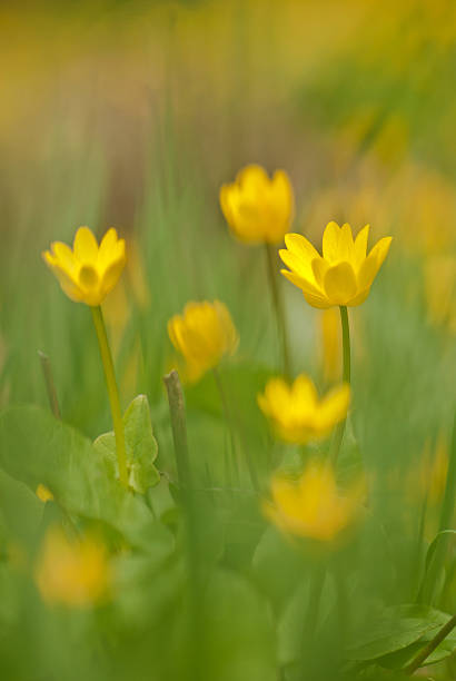 istock yellow flowers in the grass 463741531