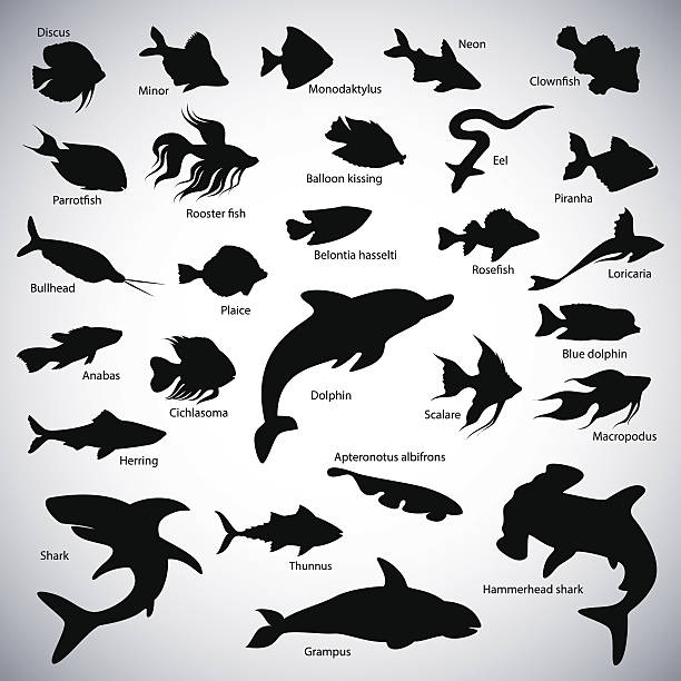 Fishes silhouettes Set of fish silhouettes on abstract background bullhead fish stock illustrations