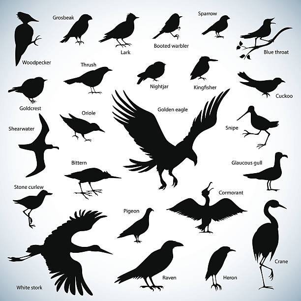 ilustrações de stock, clip art, desenhos animados e ícones de silhuetas de pássaros - passerine