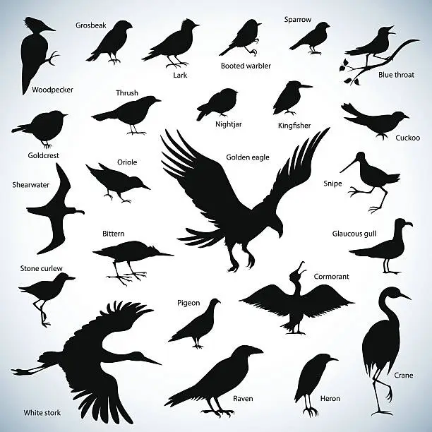 Vector illustration of Birds silhouettes