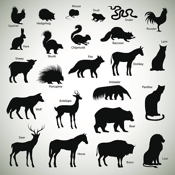 sylwetki zwierząt - skunk stock illustrations