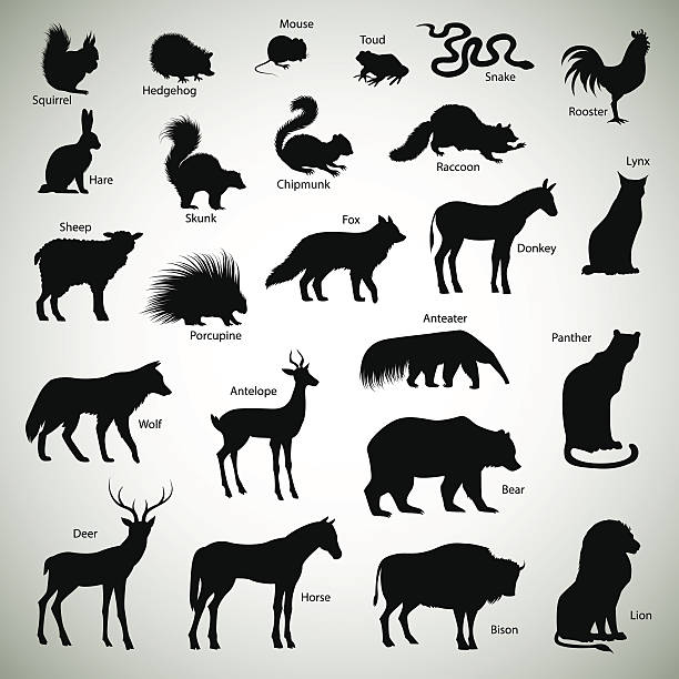 Animal silhouettes Set of animal silhouettes on abstract background porcupine hedgehog rodent animal stock illustrations